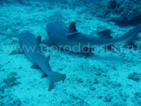 Подводный мир о.Борнео