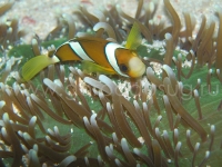 Подводный мир о.Борнео